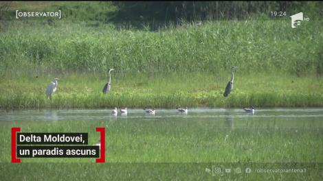 Delta Moldovei, paradis ascuns în Iași