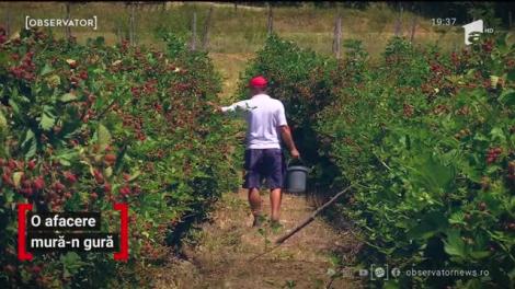 Producție record de mure în România. Recoltă dublă față de 2019