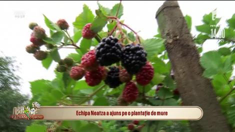 Murele româneșți, fructele-minune care-ți redau tinerețea și sănătatea