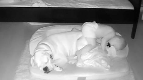 Un băieţel de nici doi ani nu poate sta despărţit nicio clipă de câinele său, Brutus