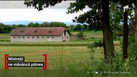 Ghinionul se ţine lanţ de agricultorii din Maramureş. Mistreții au distrus culturile