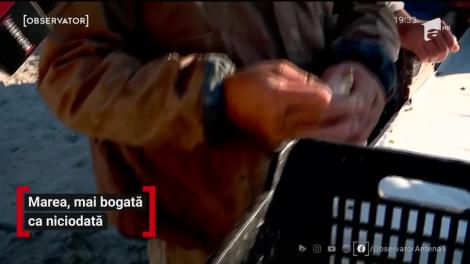 Marea, mai bogată ca niciodată. Nu duce lipsă de stavrizi