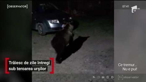 O comună din Mureş este terorizată de urși