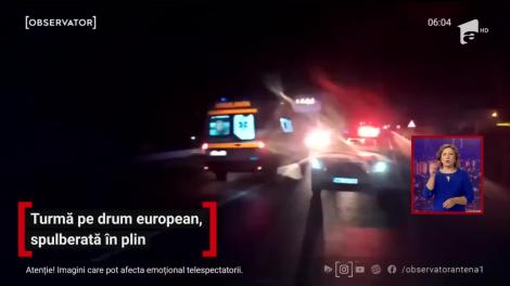 O turmă de oi a fost spulberată în plin pe Drumul European 70