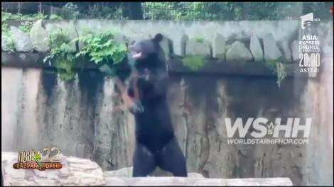 Smiley News: Urșii din Brașov au învață karate să scape de jandarmi
