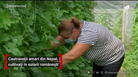 Castraveții amari din Nepal, cultivați în solarii românești