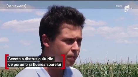 Seceta a distrus culturile din România de porumb și floarea soarelui