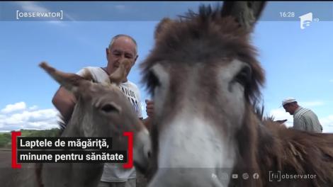 Afacerea cu lapte de măgăriţă, un real succes pentru câţiva gospodari din Hunedoara