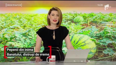 Producția de pepeni din inima Banatului, distrusă de vreme