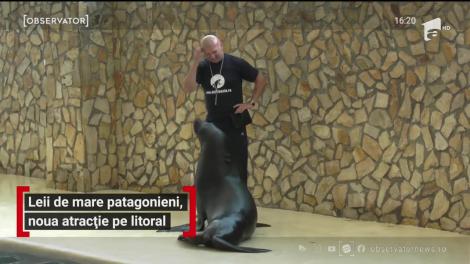 Leii de mare patagonieni, noua atracție pe litoral