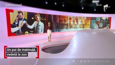 Pui de maimuță, vedeta Grădinii Zoologice din Oradea