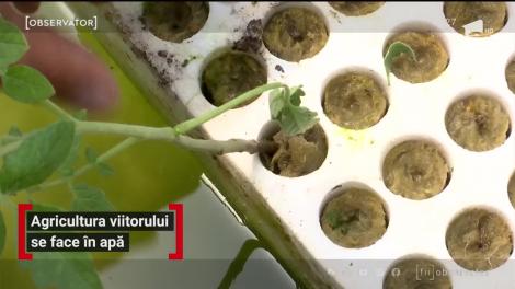Agricultura viitorului se face în apă