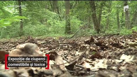 Expoziție de ciuperci la Târgu Mureș. Au fost expuși hribi comestibili și toxici, pentru deosebire