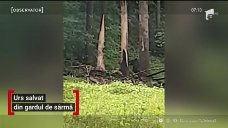 Un urs a fost salvat din sârma unui gard din comuna Teliu