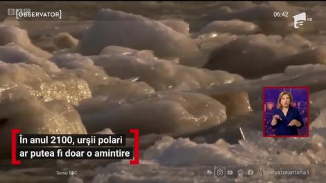 Urşii polari ar putea dispărea până în anul 2100, din cauza schimbărilor climatice