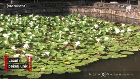 Lacul nuferilor, peisaj unic la Băile Felix