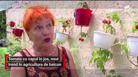 Tomata cu capul în jos, noul trend în agricultura de balcon