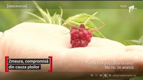 Zmeura, compromisă din cauza ploilor