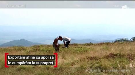 Exportam afine că apoi să le cumpăram la suprapreț