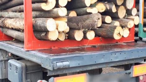 Hoții de lemne, noi metode de a păcăli poliția