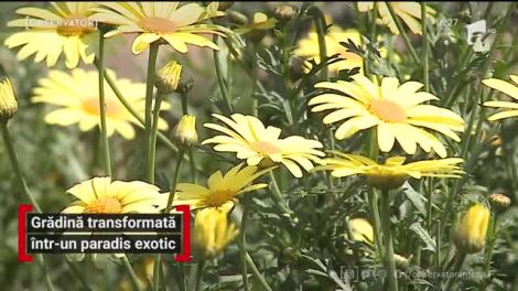 O curte din localitatea Gurghiu, judeţul Mureş, ascunde un adevărat paradis al florilor