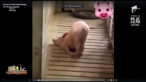 Leșini de râs! Iată de unde vine expresia: "Ai dormit ca porcul!" | Video