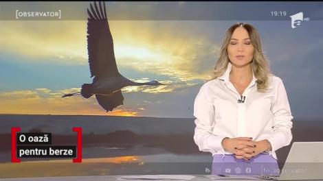 În singura localitate din România în care străzile sunt numerotate cu cifre romane, berzele au devenit acum atracţia principală