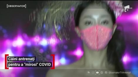 În Germania, diagnosticul COVID ar putea fi pus, curând, de câini special antrenaţi