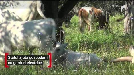 Statul ajută gospodarii cu garduri electrice