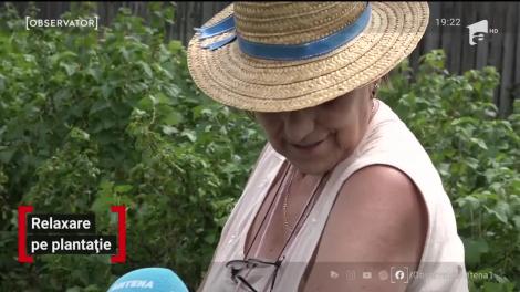 Un agronom din Harghita produce din propria plantaţie de coacăze negre suc, gem şi vin