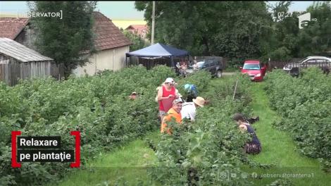 Suc, gem şi vin, produsele pe care un agronom din Harghita le produce din propria plantaţie de coacăze negre