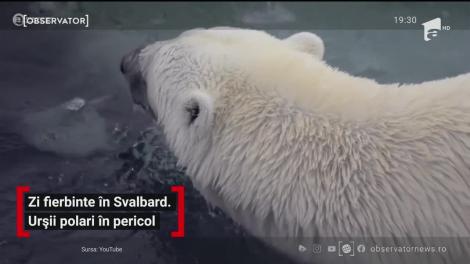 Zi fierbinte în Svalbard. Urșii polari sunt în pericol