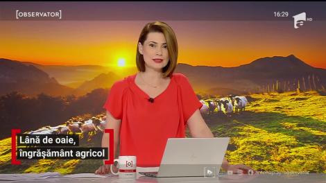 Lână de oaie, îngrășământ agricol