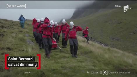Câine Saint Bernard, salvat din munți