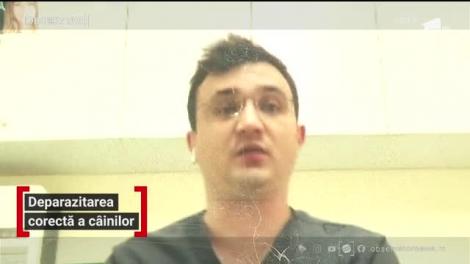 Cum protejăm patrupedele de pericolul sezonului: căpușele