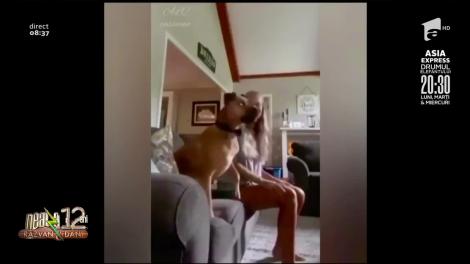 Smiley News: Clipuri comice cu câini haioși