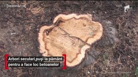 Arbori seculari, puși la pământ pentru a face loc betoanelor