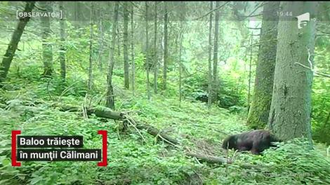 Ursul Baloo din "Cartea Junglei" trăiește în munții Călimani