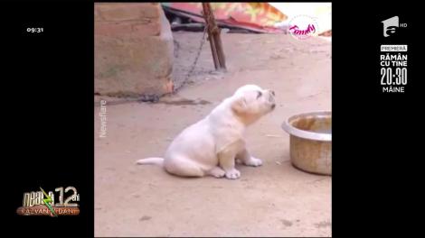 Cel mai simpatic cățel!  Patrupedul care imită perfect un cocoș! | Video