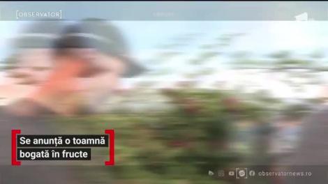 Se anunță o toamnă bogată în fructe