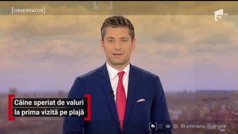 Câine speriat de valuri, la prima vizită pe plajă