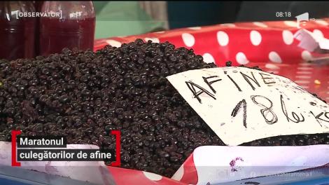 Maratonul culegătorilor de afine