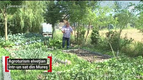 Doi soți din Mureș au lăsat Elveția pentru a munci pământul românesc