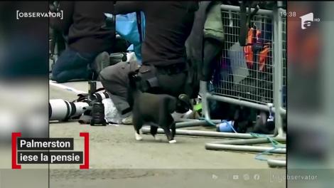 Cel mai faimos motan din Marea Britanie iese la pensie