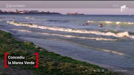 Tone de alge au invadat plajele din România