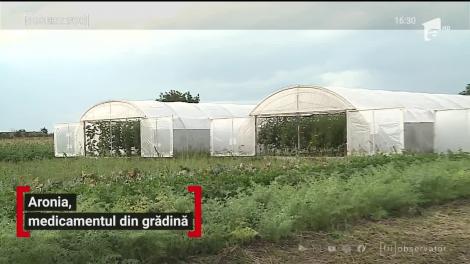 Aronia, un fruct nou apărut pe piaţa românească, calea spre profit pentru o familie din Mureş și sănătate pentru mulți români