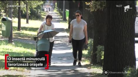 Plimbările în aer liber stau sub semnul înţepăturilor din cauza tigrului de platan