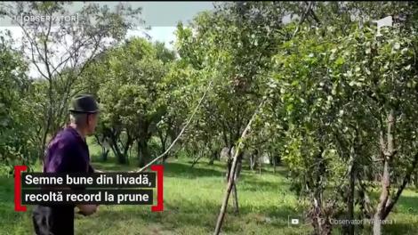 Bănăţenii vor putea face răchie din belşug. Ramurile prunilor stau să se rupă sub greutatea trufandalelor parfumate