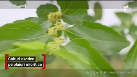 Culturi exotice pe plaiuri mioritice