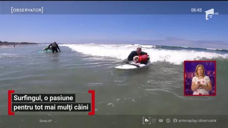 Surfingul, o pasiune pentru tot mai mulți câini